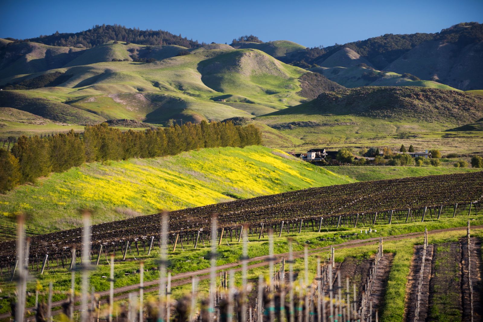 Avila Beach Wineries | Avila Village Inn